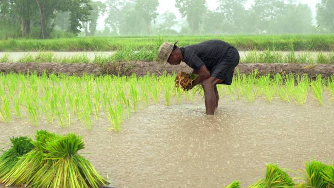 水稻秧苗移栽务农雨天劳作辛苦的老百姓