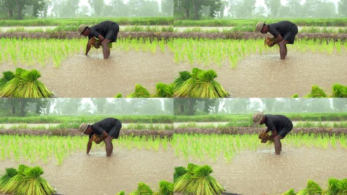 水稻秧苗移栽务农雨天劳作辛苦的老百姓