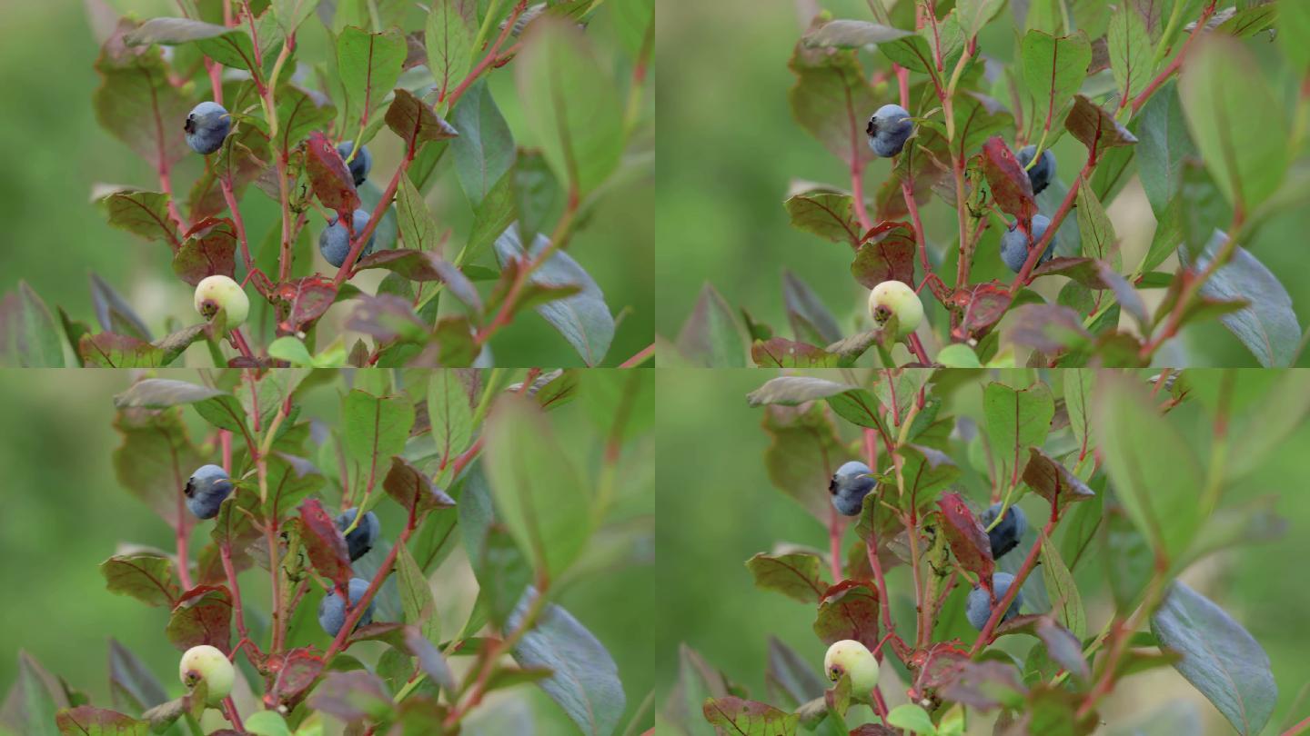 灌木上的蓝莓视频野味野生叶黄素