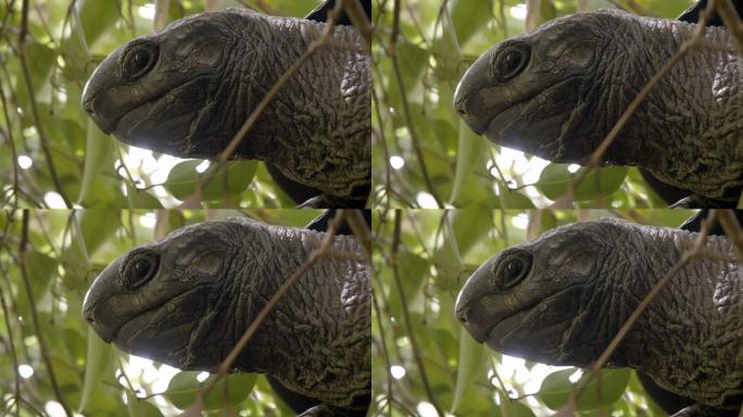 一只乌龟头的特写镜头，后面有绿叶