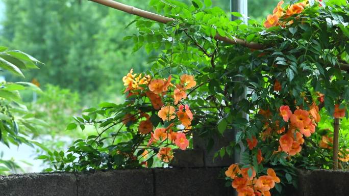 凌霄 花期  花蕾 果实 叶片 植株