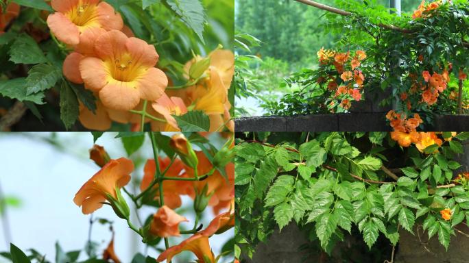 凌霄 花期  花蕾 果实 叶片 植株