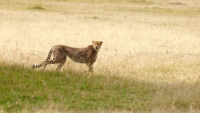 猎豹狩猎/捕食非洲大草原野生动物保护肯尼
