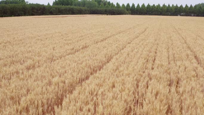 夏季成熟的小麦