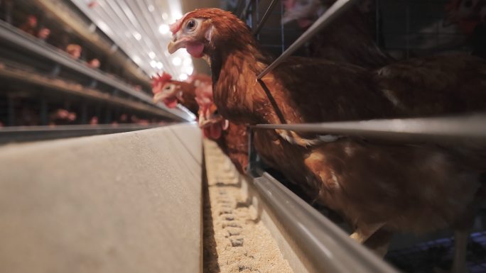 家禽养殖场的蛋鸡乡村振兴粮食安全农田新农