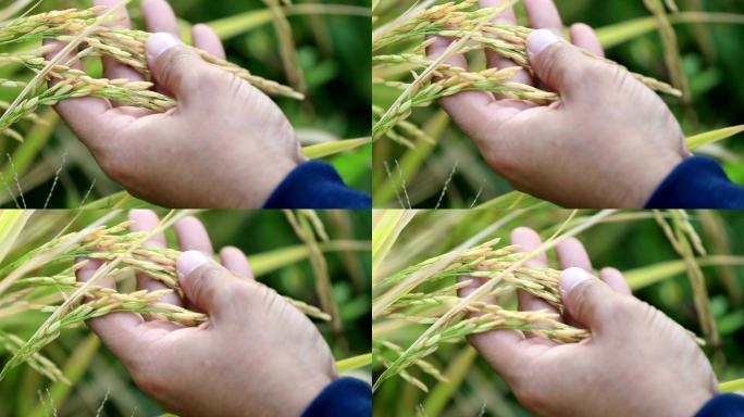 农民用手检查稻田里的谷物生长，慢动作