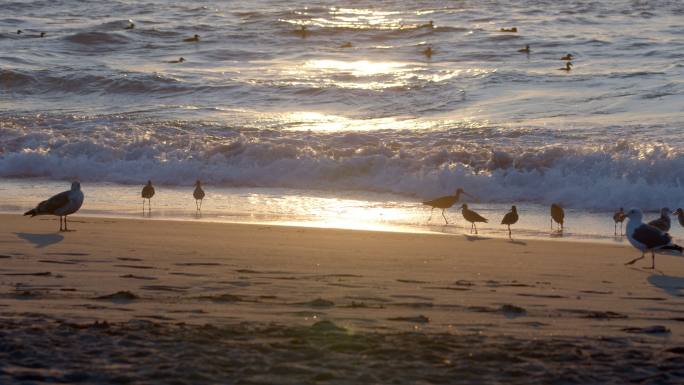 海滩上的鸟波浪
