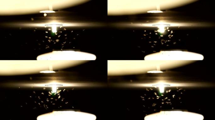 FHD慢镜头，蜉蝣成群结队，飞向光明，虫子生活理念