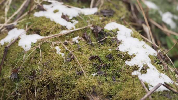 阿坝川西毕棚沟