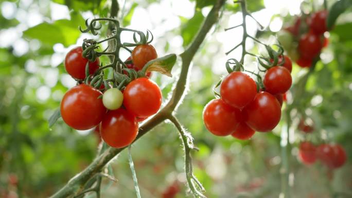 小番茄千禧圣女果产地种植园4k