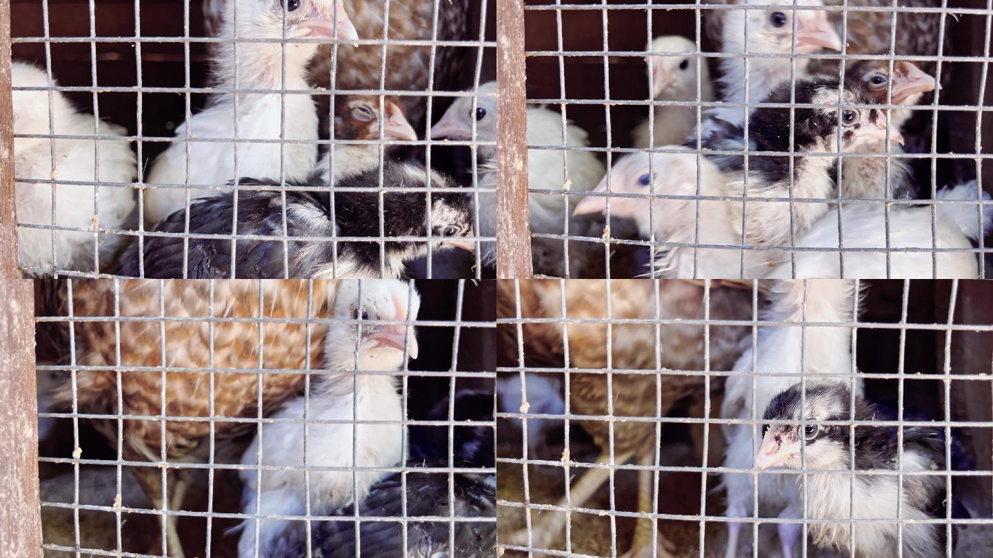 生锈笼子里的鸡鸡笼小鸡养殖养鸡场