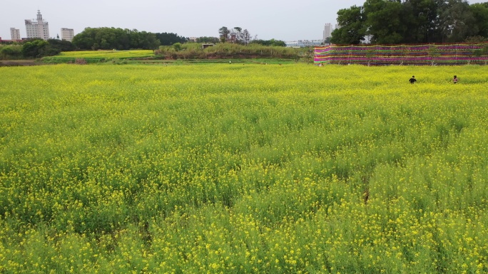 桥头油菜花