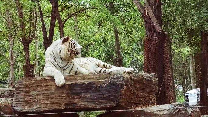 白老虎的午休时光