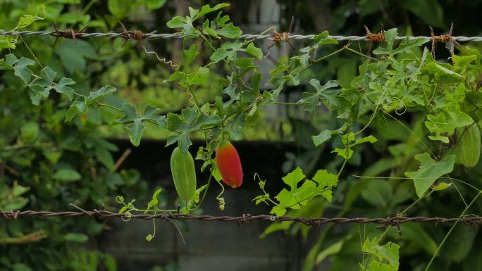 后院常春藤葫芦枝头上的果实