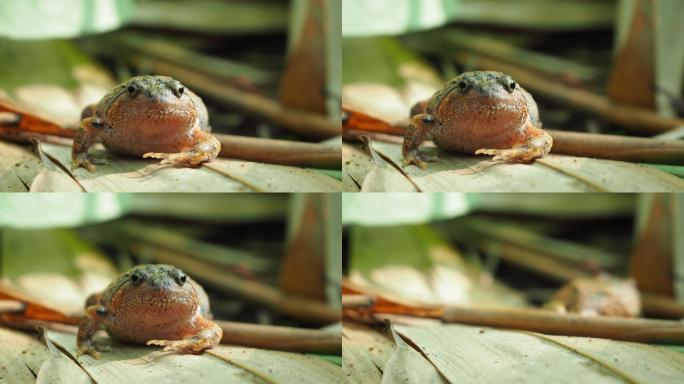 条纹铁锹蛙蛙