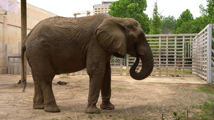 北京动物园-大象视频素材4K