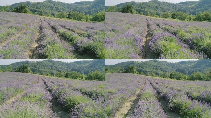 薰衣草田鸟瞰图花田紫色花海