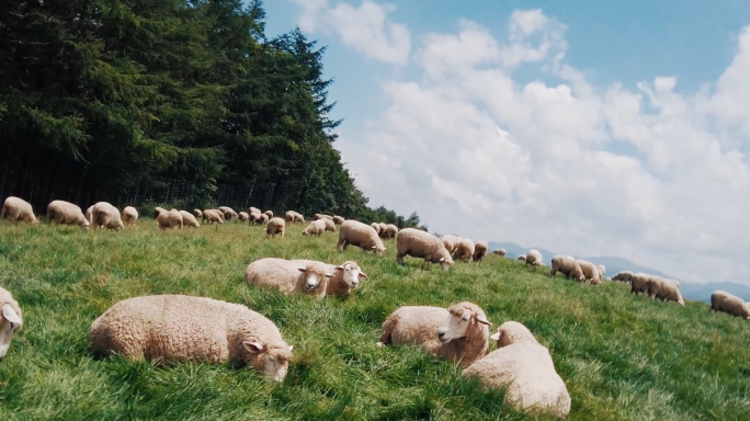 夏季生态牧场草原羊群特写