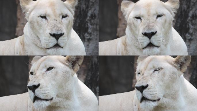 白狮休息狮子母狮子