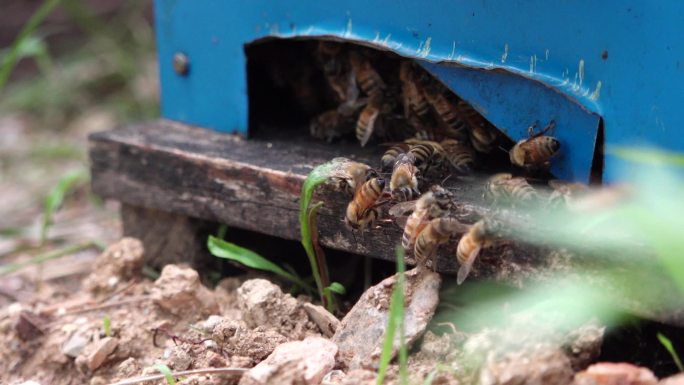 hdr视频在蜂箱口归巢的蜜蜂