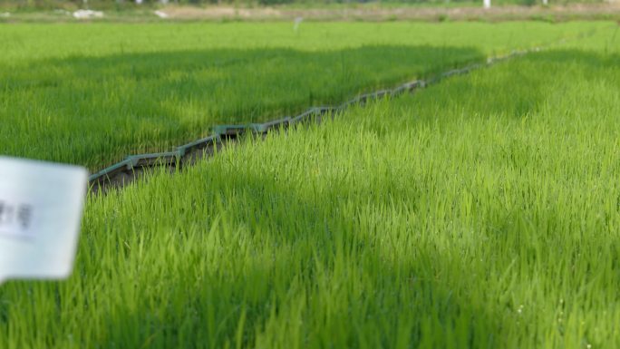 水稻秧苗盘基地
