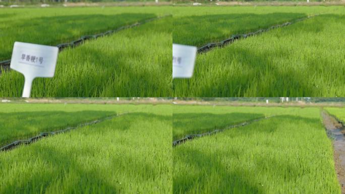 水稻秧苗盘基地