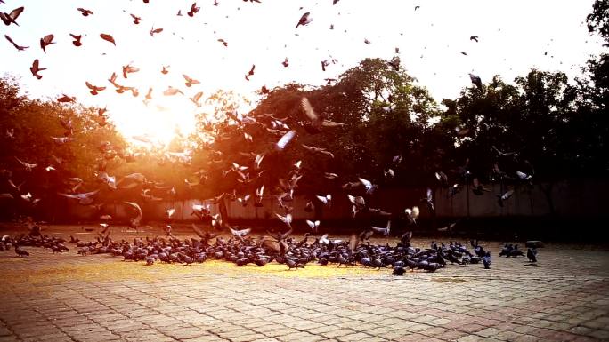 日落时的鸽子鸽子飞走广场