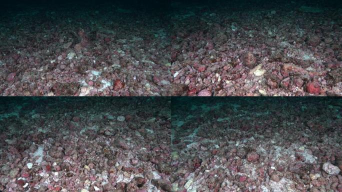 泰国海底珊瑚漂白海底世界