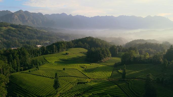 山上鸟瞰茶场大自然生态美景栖息森林树林美