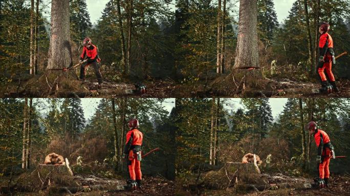 SLO-MO伐木工人用斧头砍倒一棵树