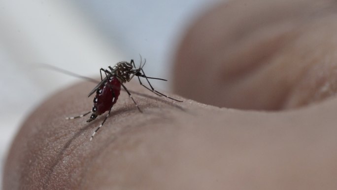 人类皮肤上的脂肪蚊子