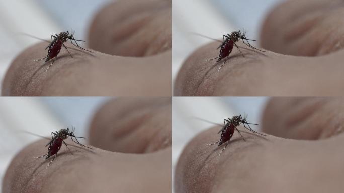 人类皮肤上的脂肪蚊子
