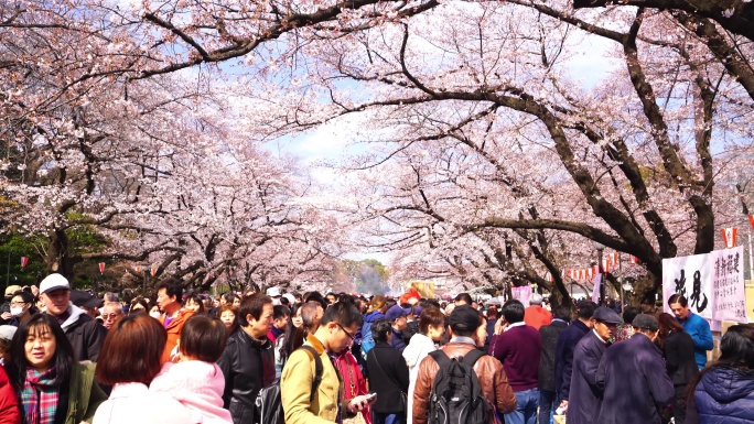 东京上野公园樱花节