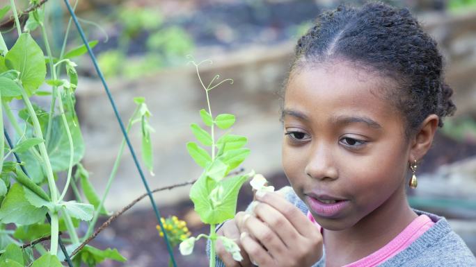 非裔美国女孩在社区花园检查花朵