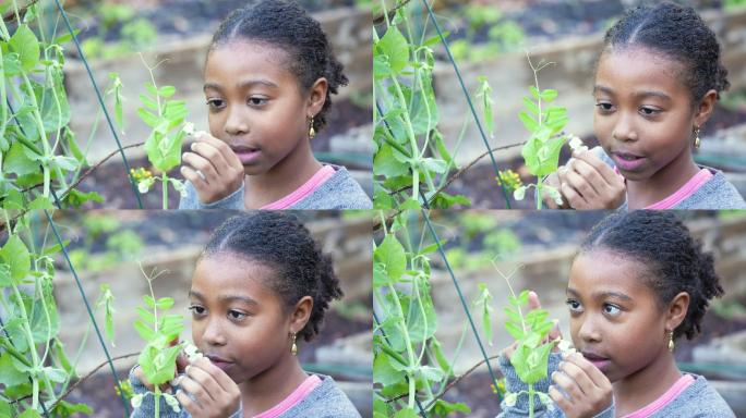 非裔美国女孩在社区花园检查花朵