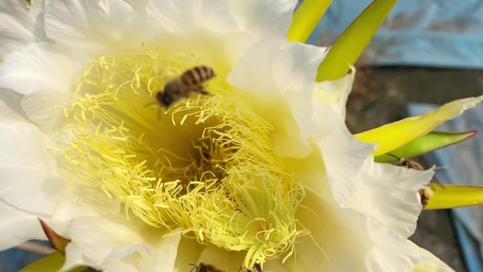 蜜蜂在龙果芽上采集花蜜