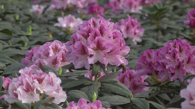 高山杜鹃花期