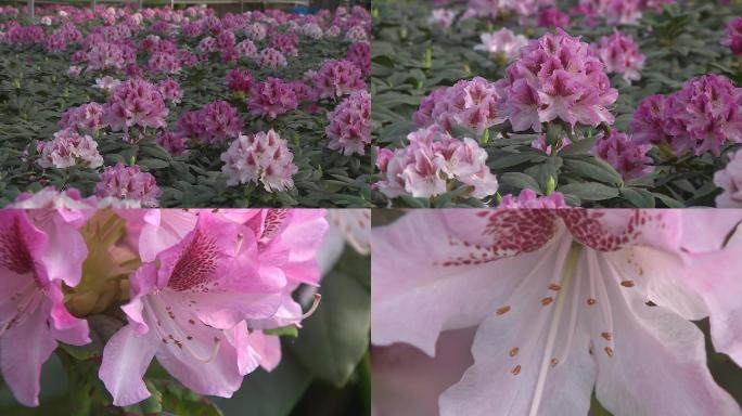 高山杜鹃花期