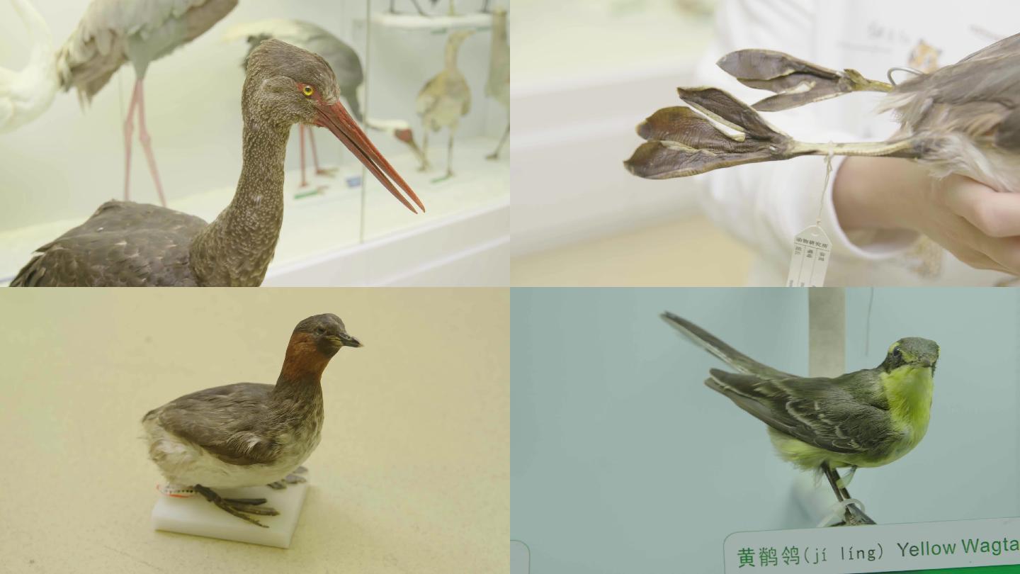 国家动物博物馆/鸟类标本/鸡/鸳鸯