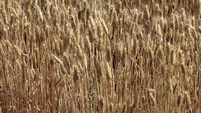 麦田航拍三农专题片素材金色田野航拍麦浪