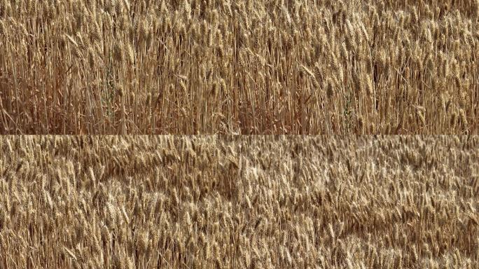 麦田航拍三农专题片素材金色田野航拍麦浪