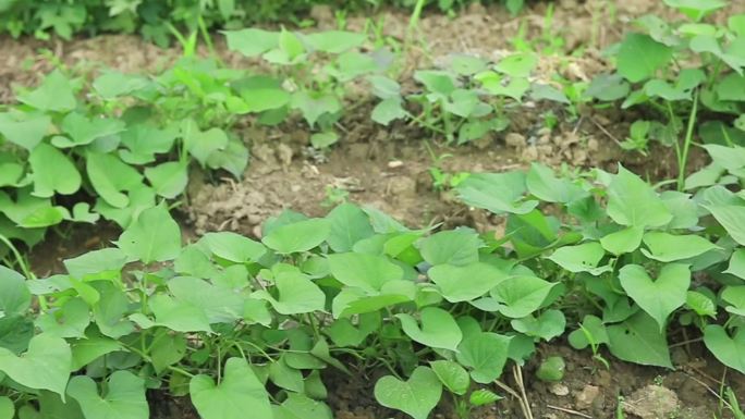 红薯地 红薯种植