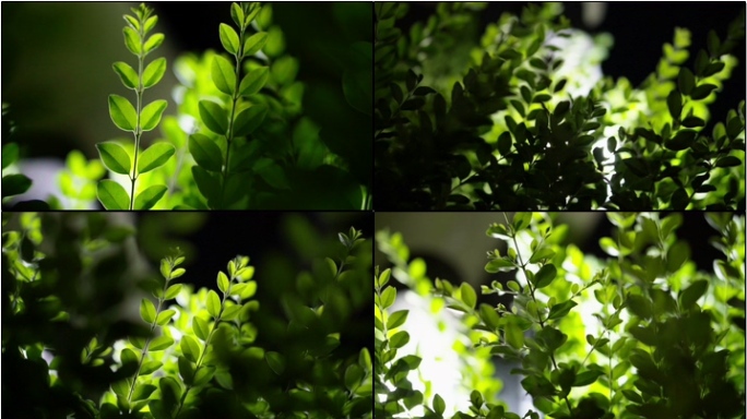 透光逆光的绿色植物光影