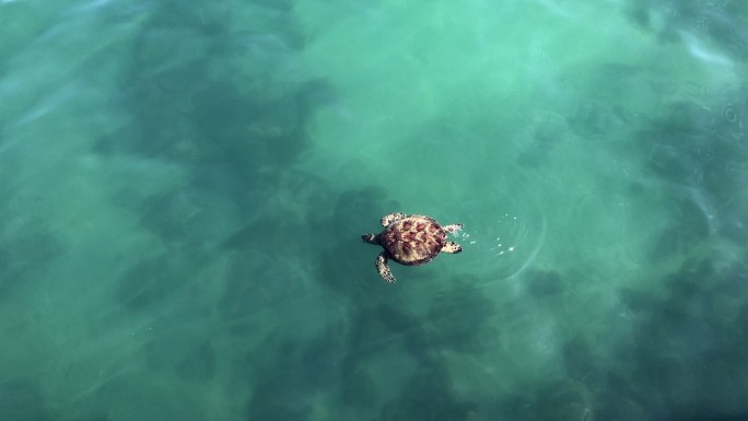 一只濒临灭绝的海龟在礁石上觅食时浮出水面呼吸