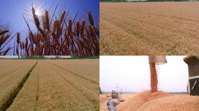 麦田小麦麦穗丰收农业