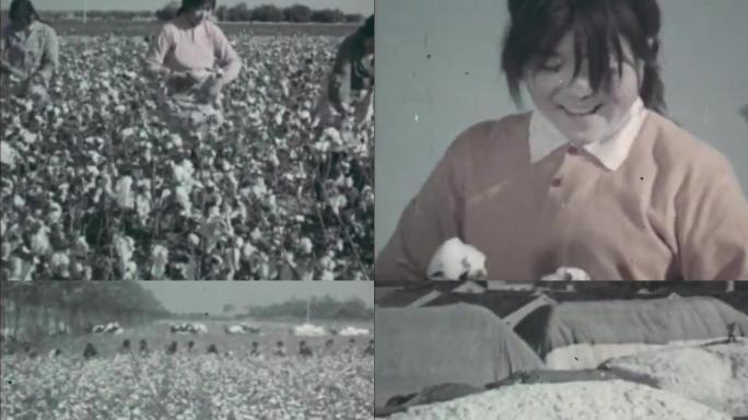 80年代棉花大丰收  棉农采摘