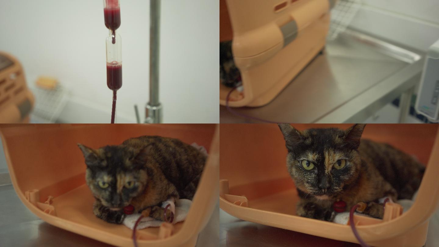 猫血疗法。生病的猫咪
