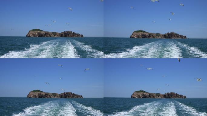 驶离海驴岛的浪花与海鸥