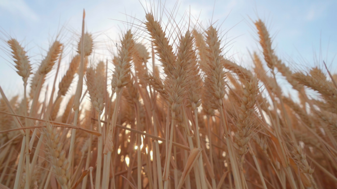 田野成熟的麦子