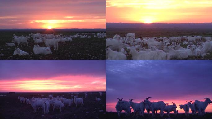 夕阳下的山羊